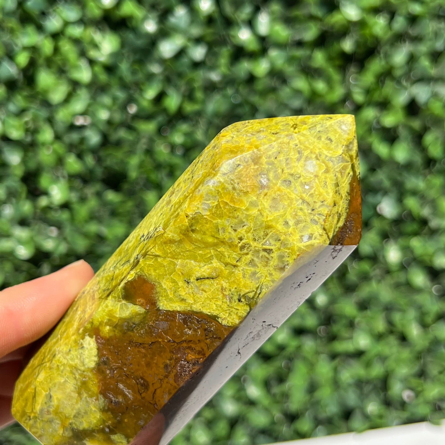 Kiwi Opal Tower