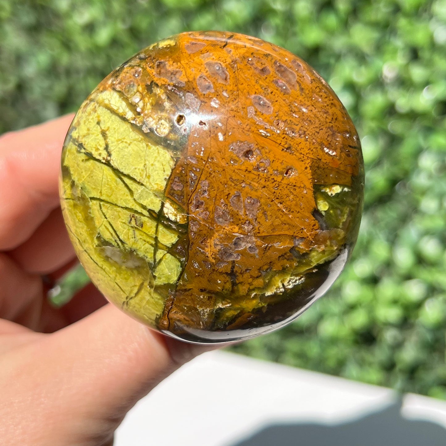 Kiwi Opal Mushroom