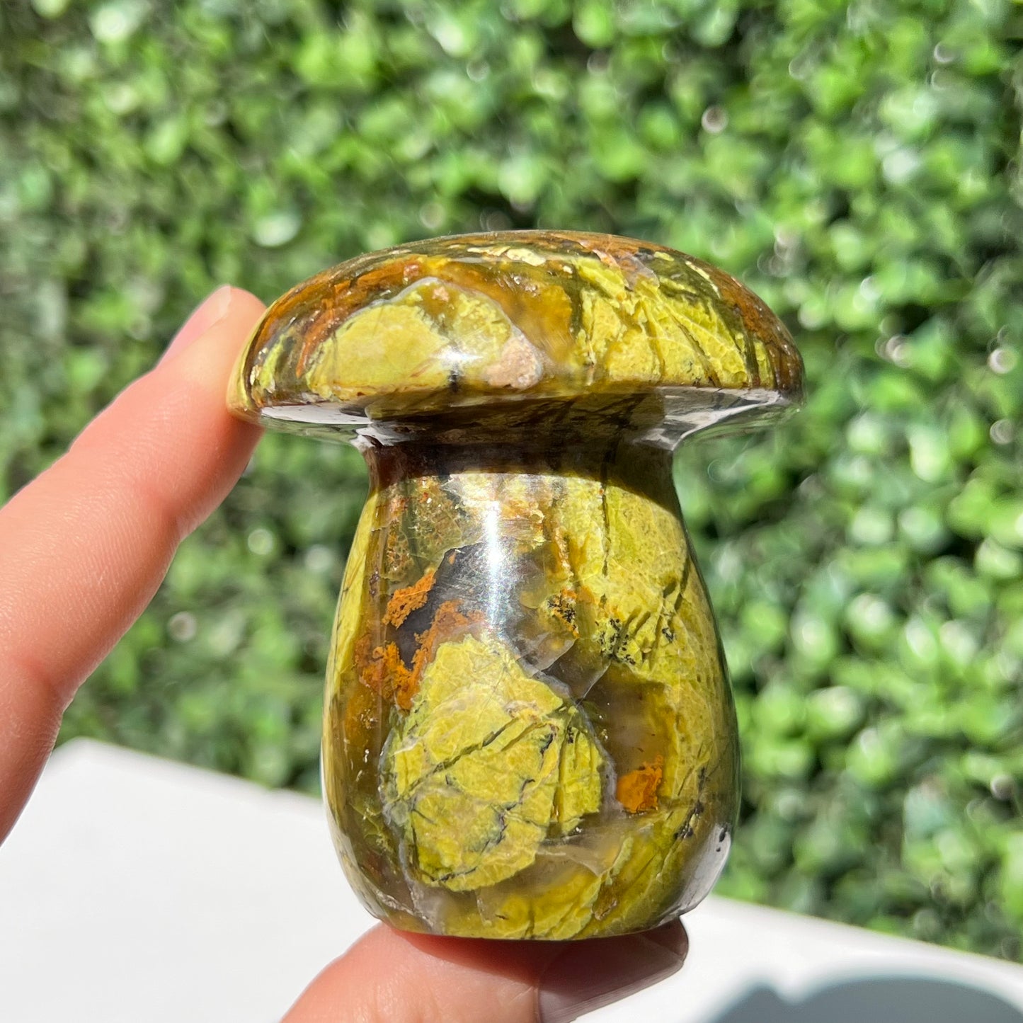 Kiwi Opal Mushroom