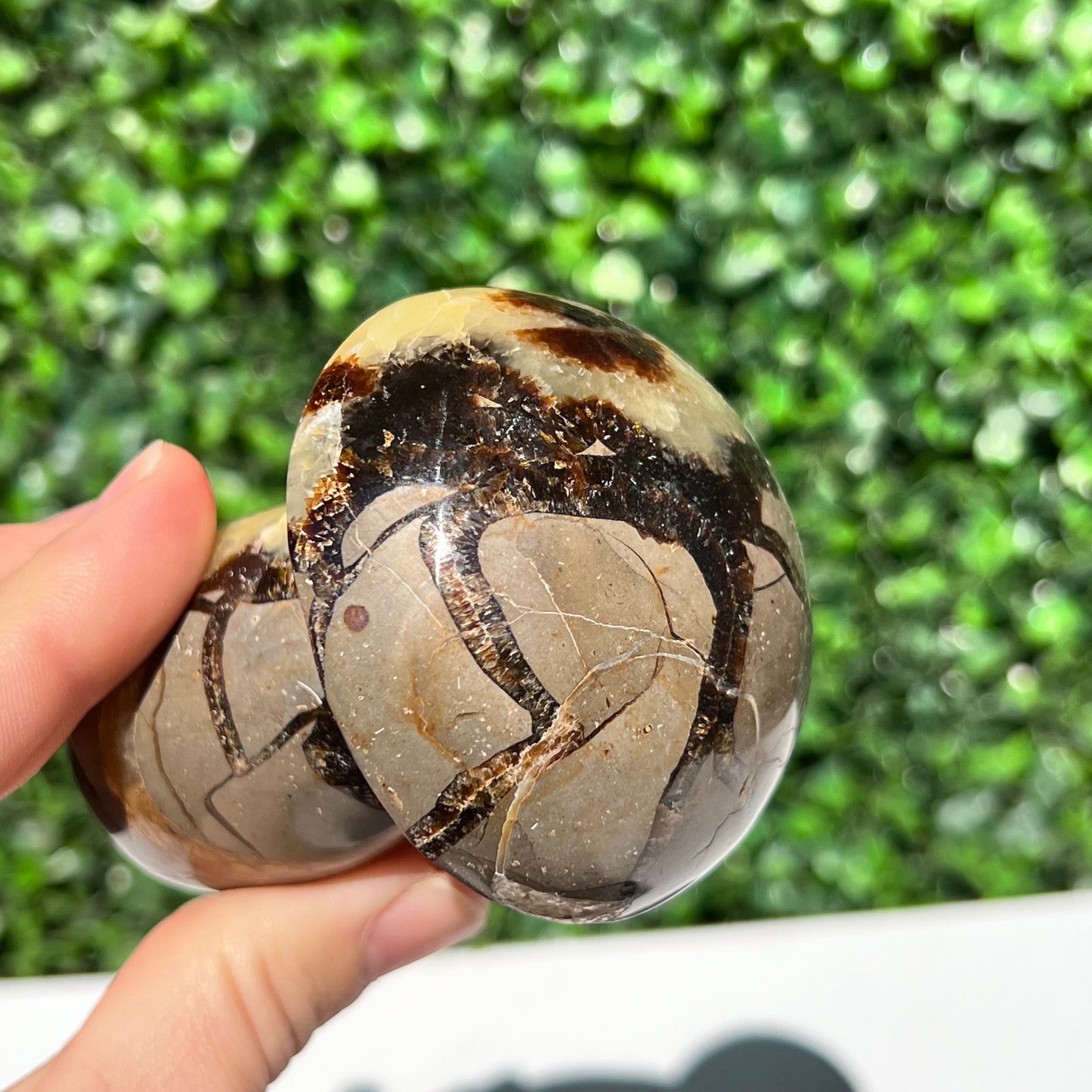 Septarian Yellow Calcite Mushroom