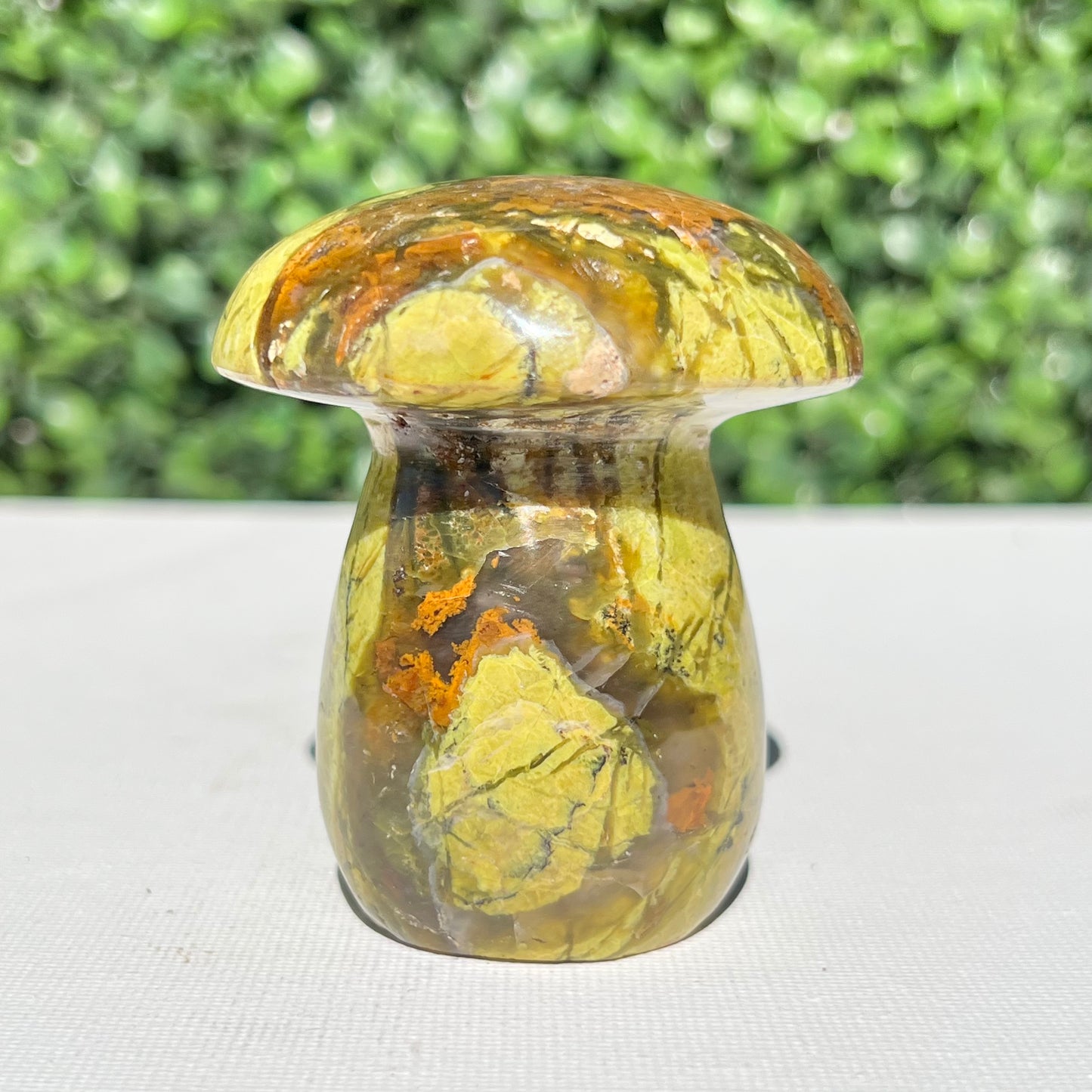 Kiwi Opal Mushroom