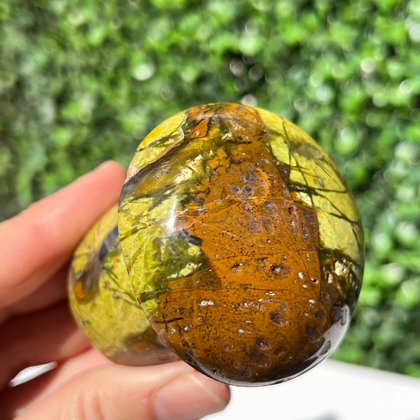 Kiwi Opal Mushroom