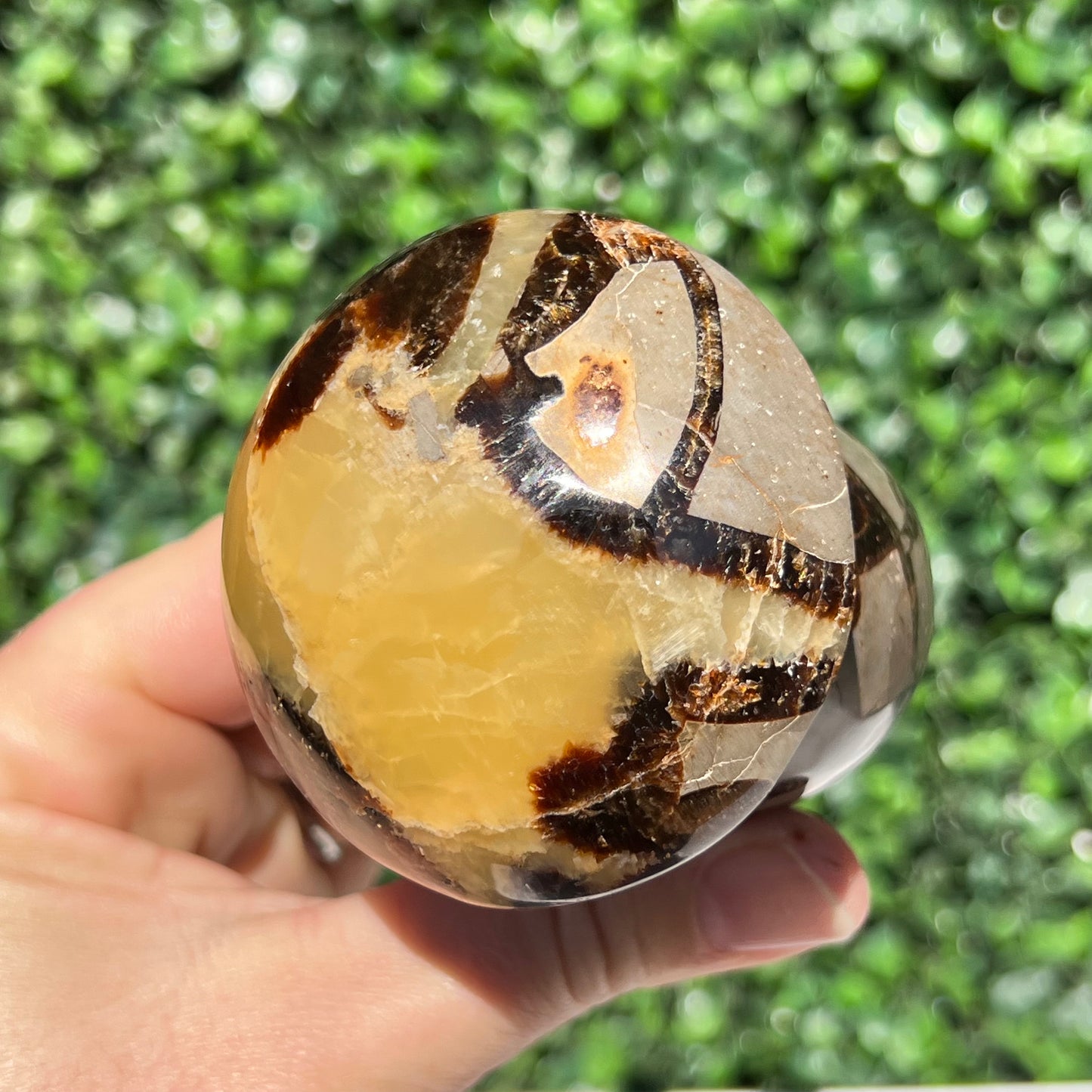 Septarian Yellow Calcite Mushroom