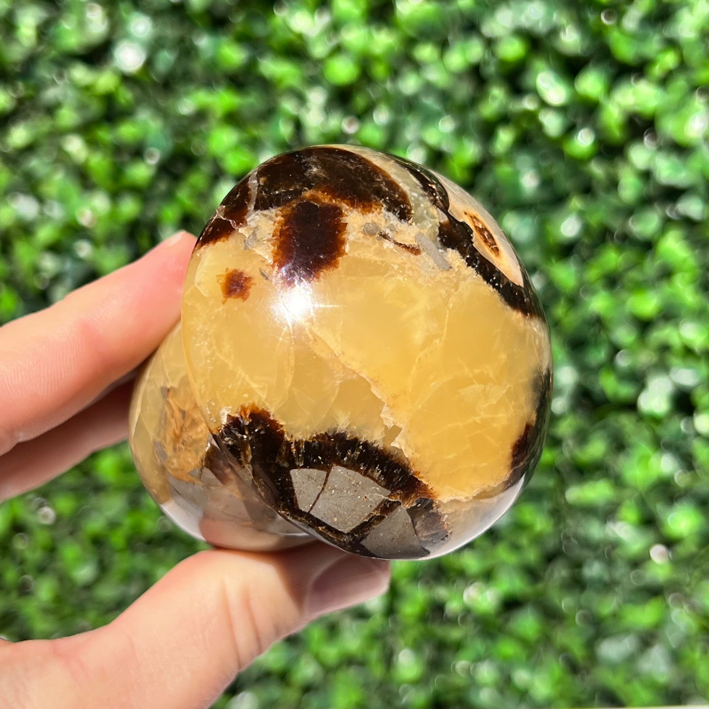 Septarian Yellow Calcite Mushroom