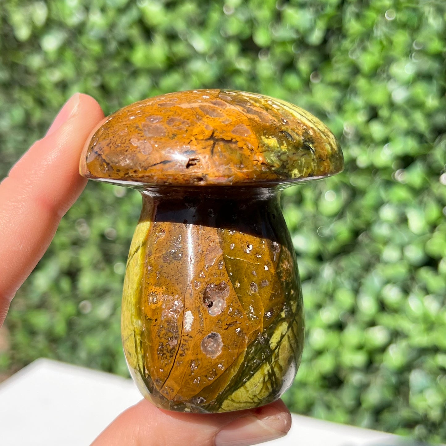 Kiwi Opal Mushroom