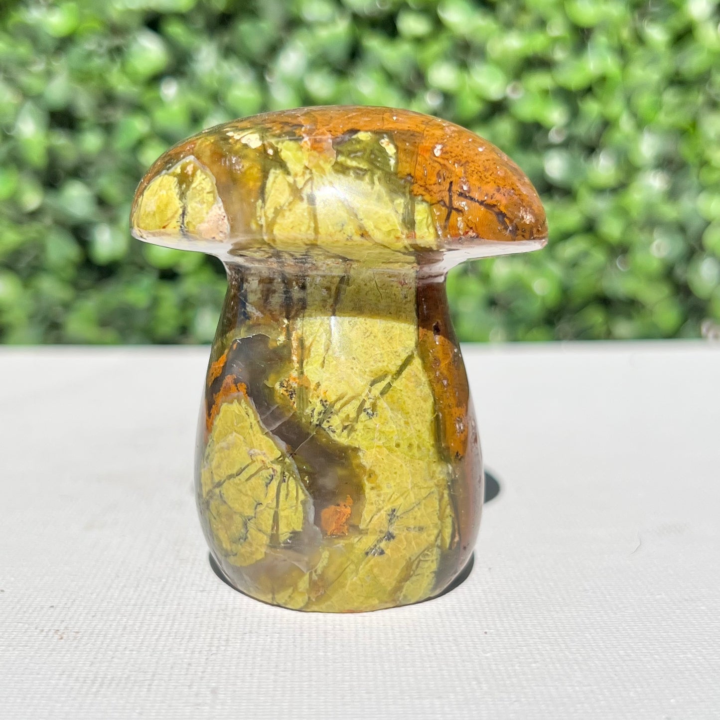 Kiwi Opal Mushroom