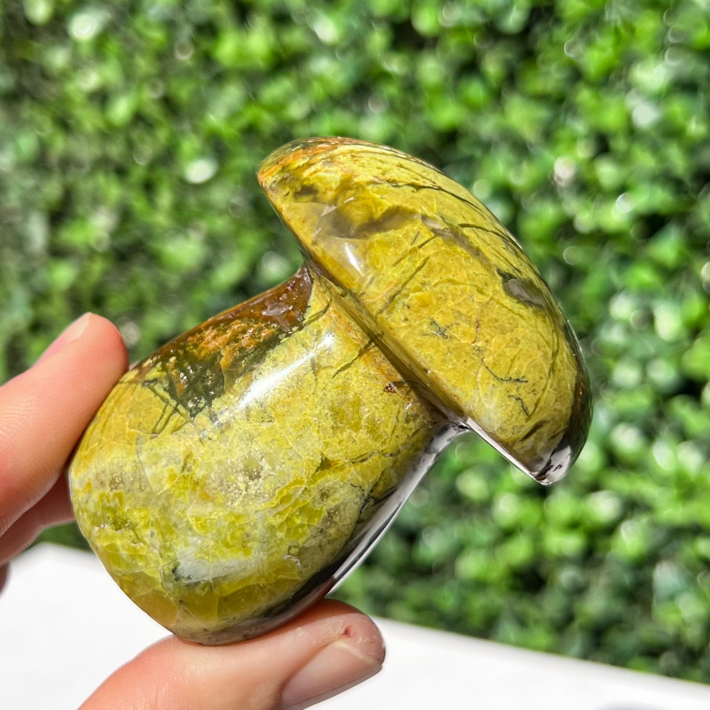 Kiwi Opal Mushroom
