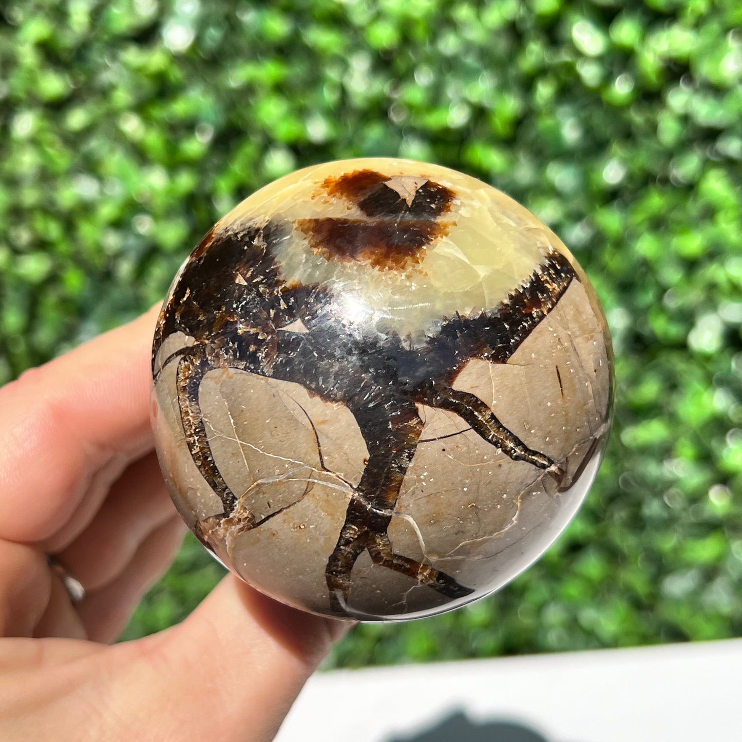 Septarian Yellow Calcite Mushroom