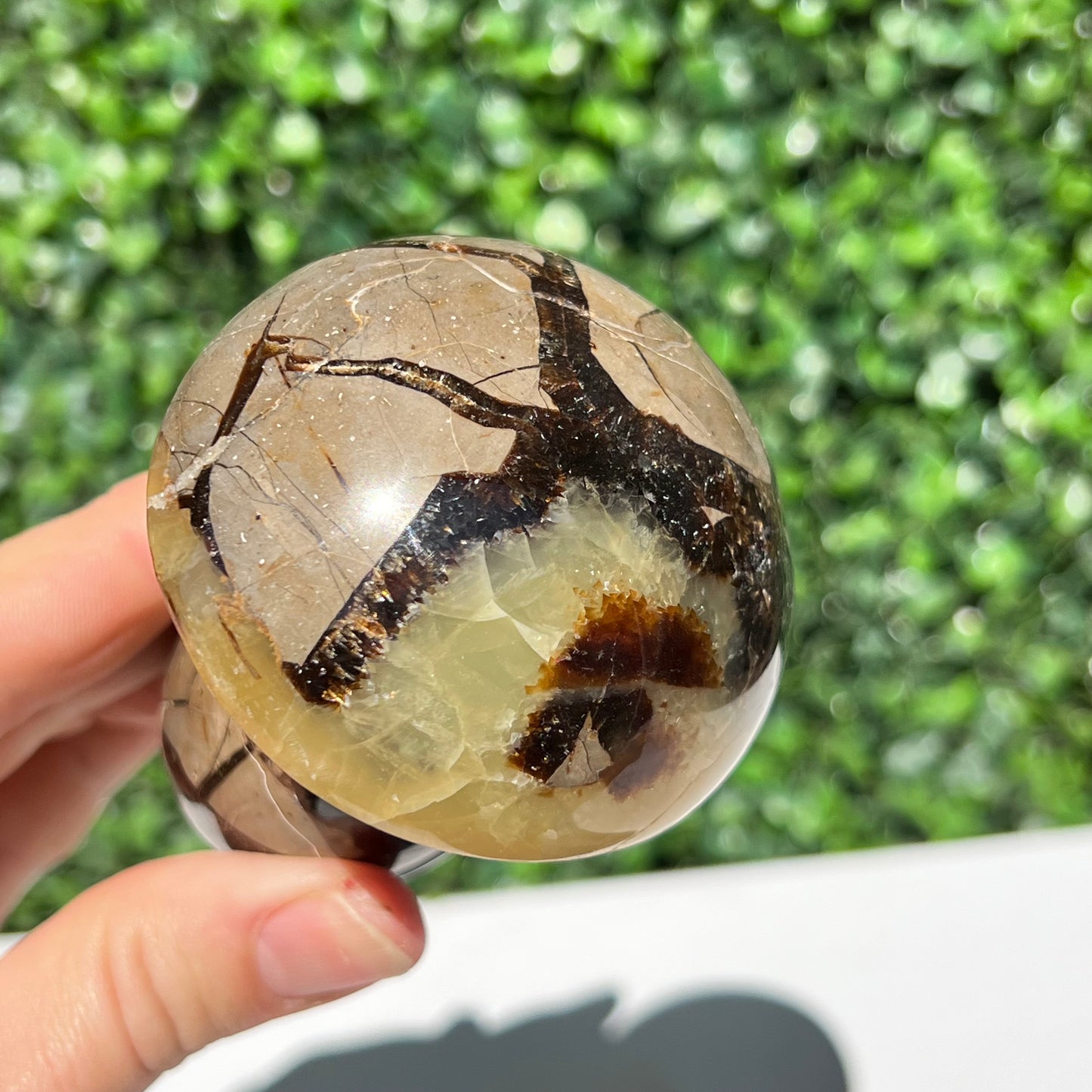 Septarian Yellow Calcite Mushroom