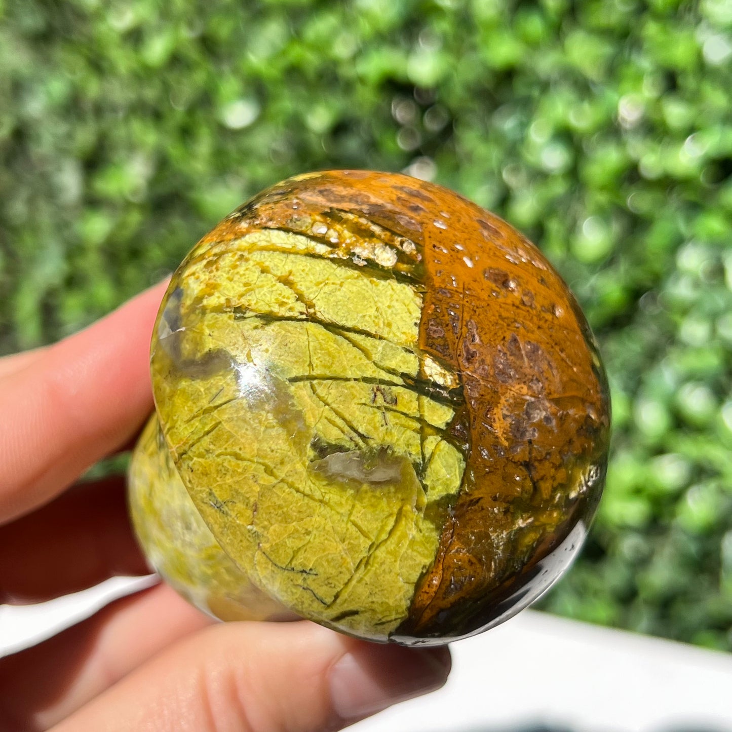 Kiwi Opal Mushroom