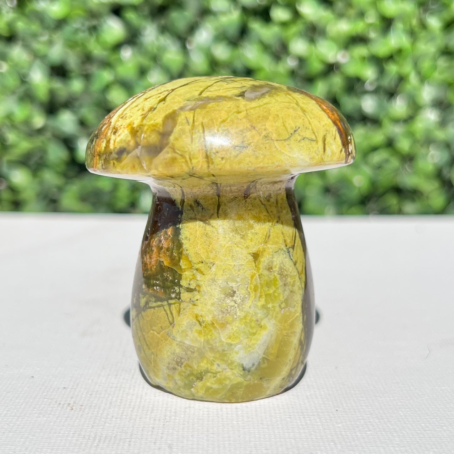 Kiwi Opal Mushroom