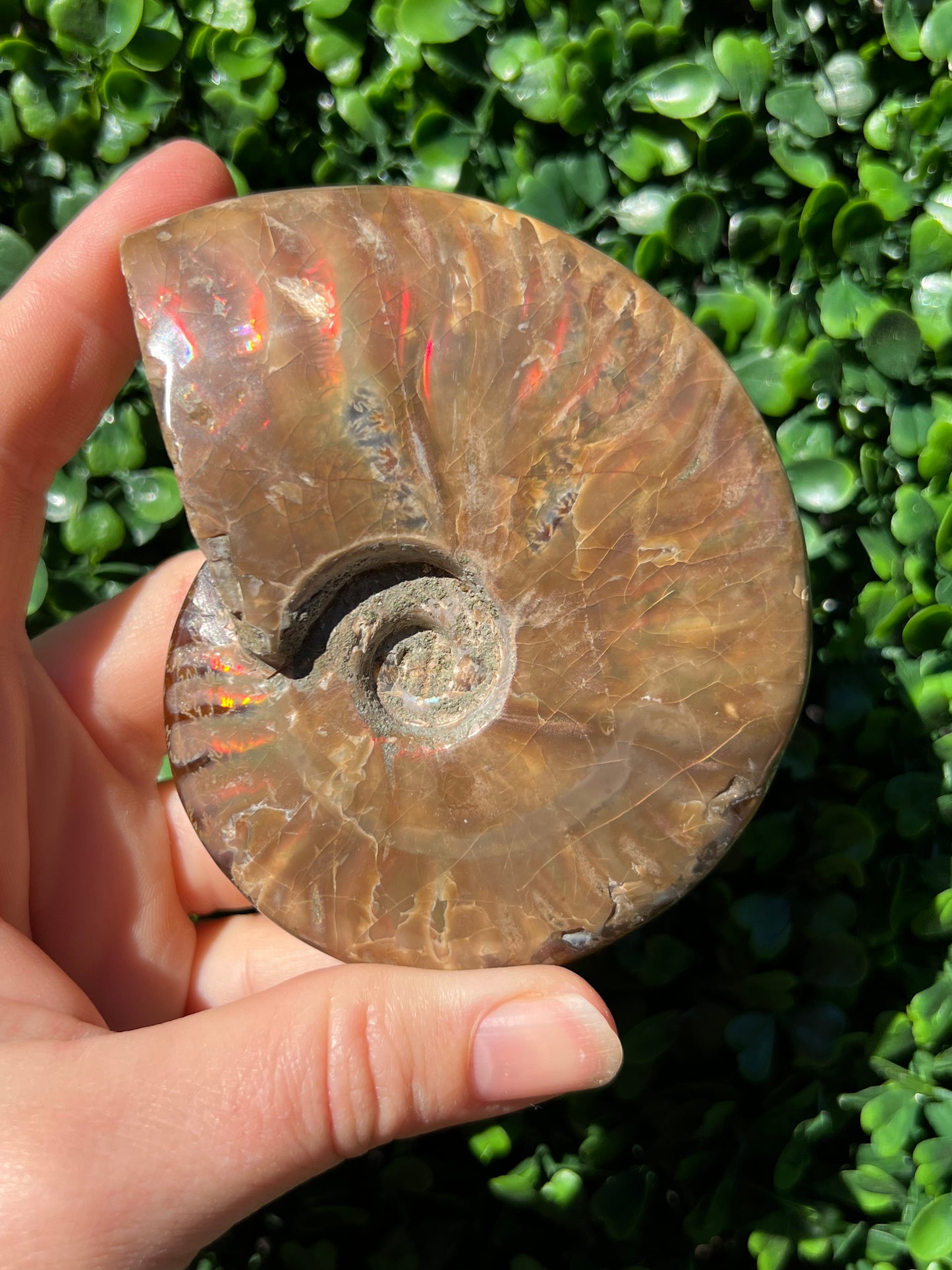 Ammonite Shell