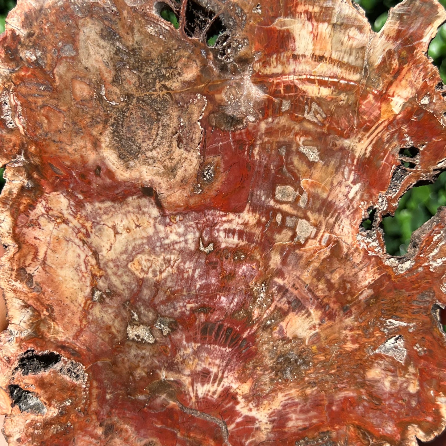 Petrified Wood Slice