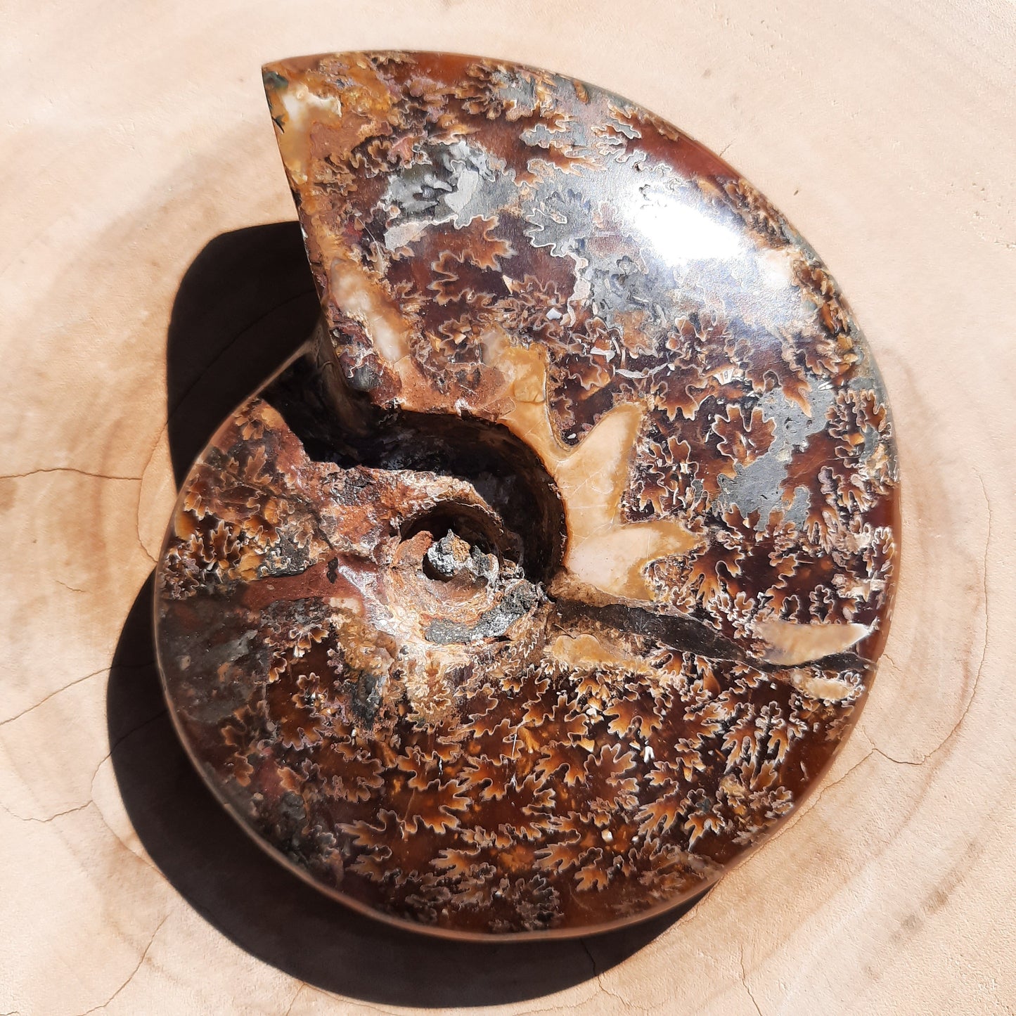 Ammonite Shell ~ Medium - The Crystal Society Pty Ltd