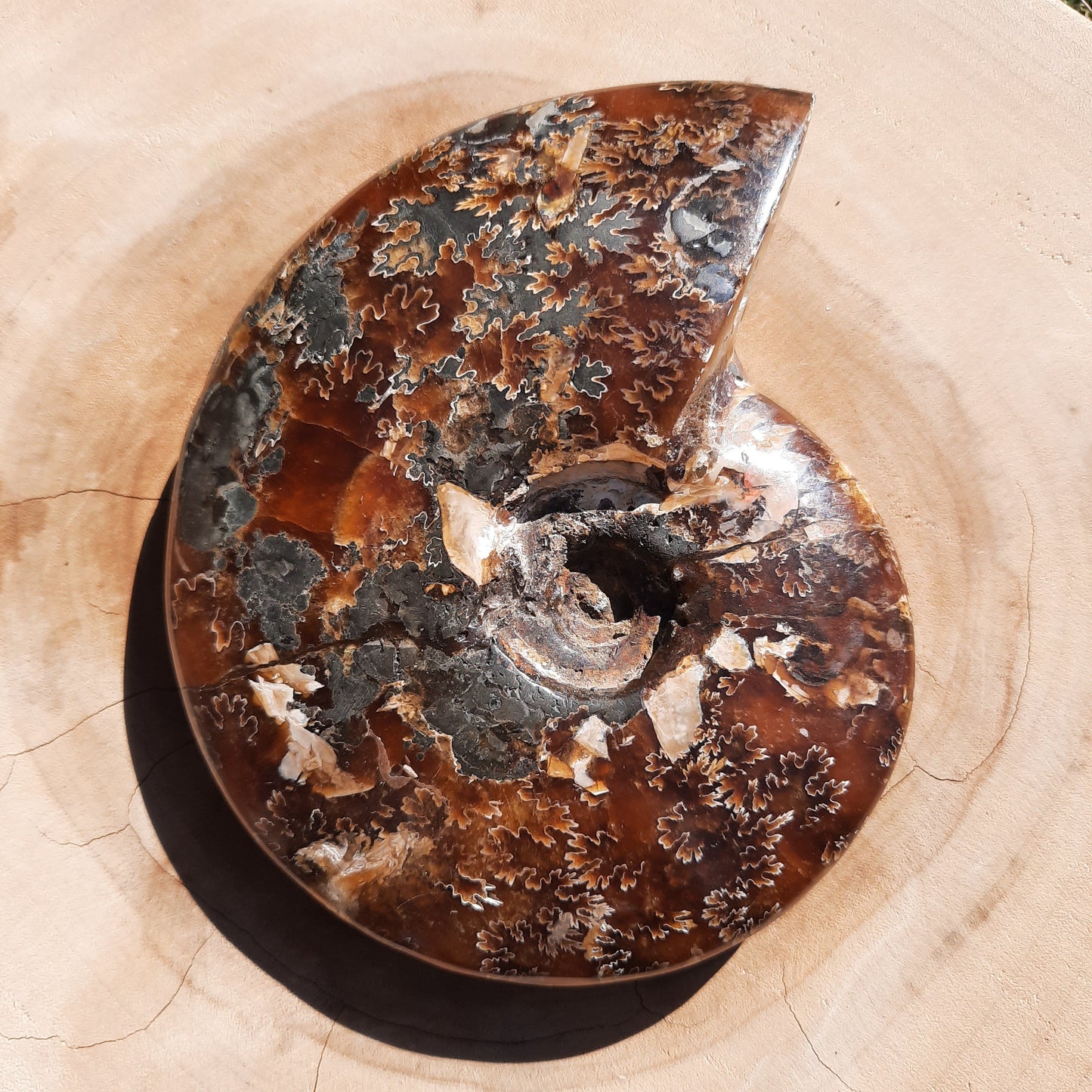 Ammonite Shell ~ Medium - The Crystal Society Pty Ltd