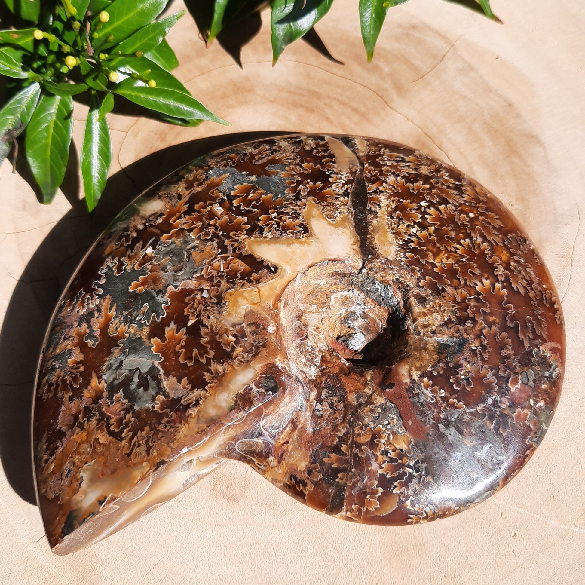 Ammonite Shell ~ Medium - The Crystal Society Pty Ltd