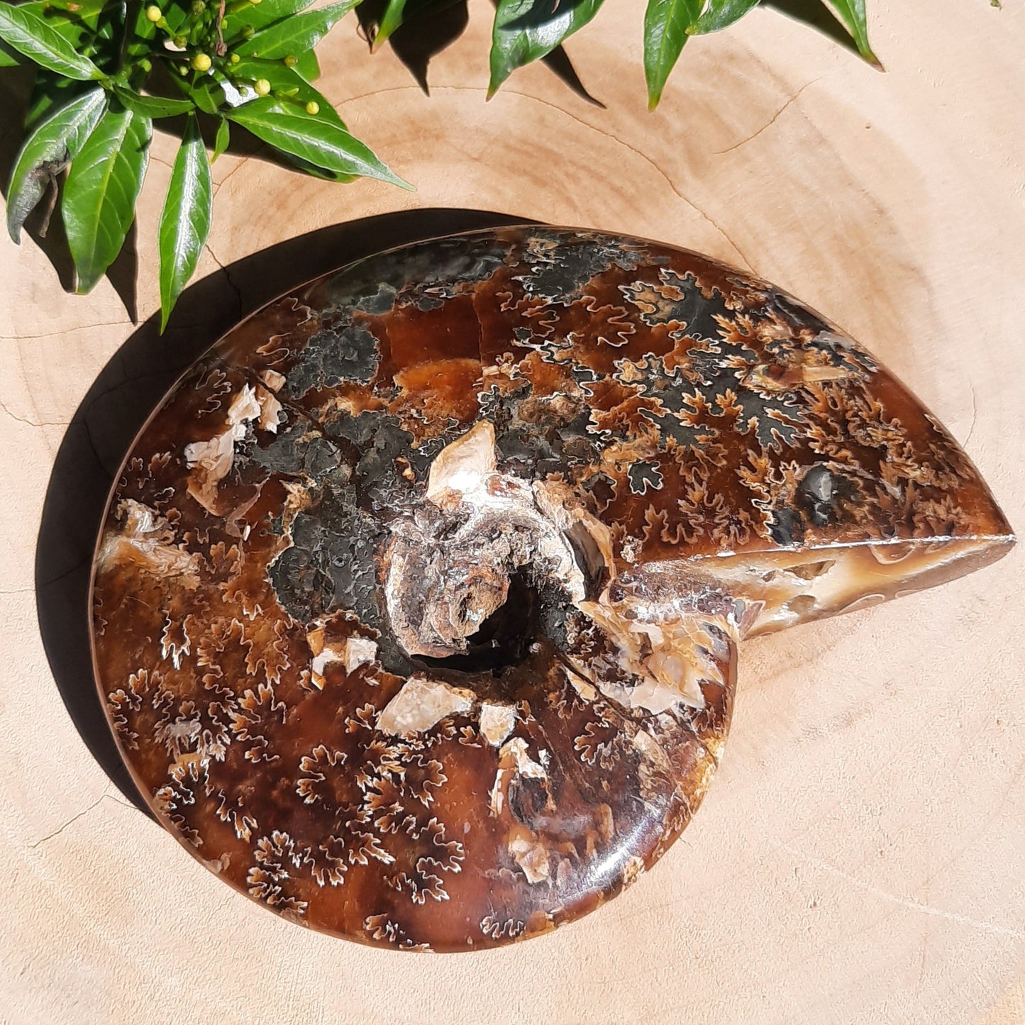 Ammonite Shell ~ Medium - The Crystal Society Pty Ltd