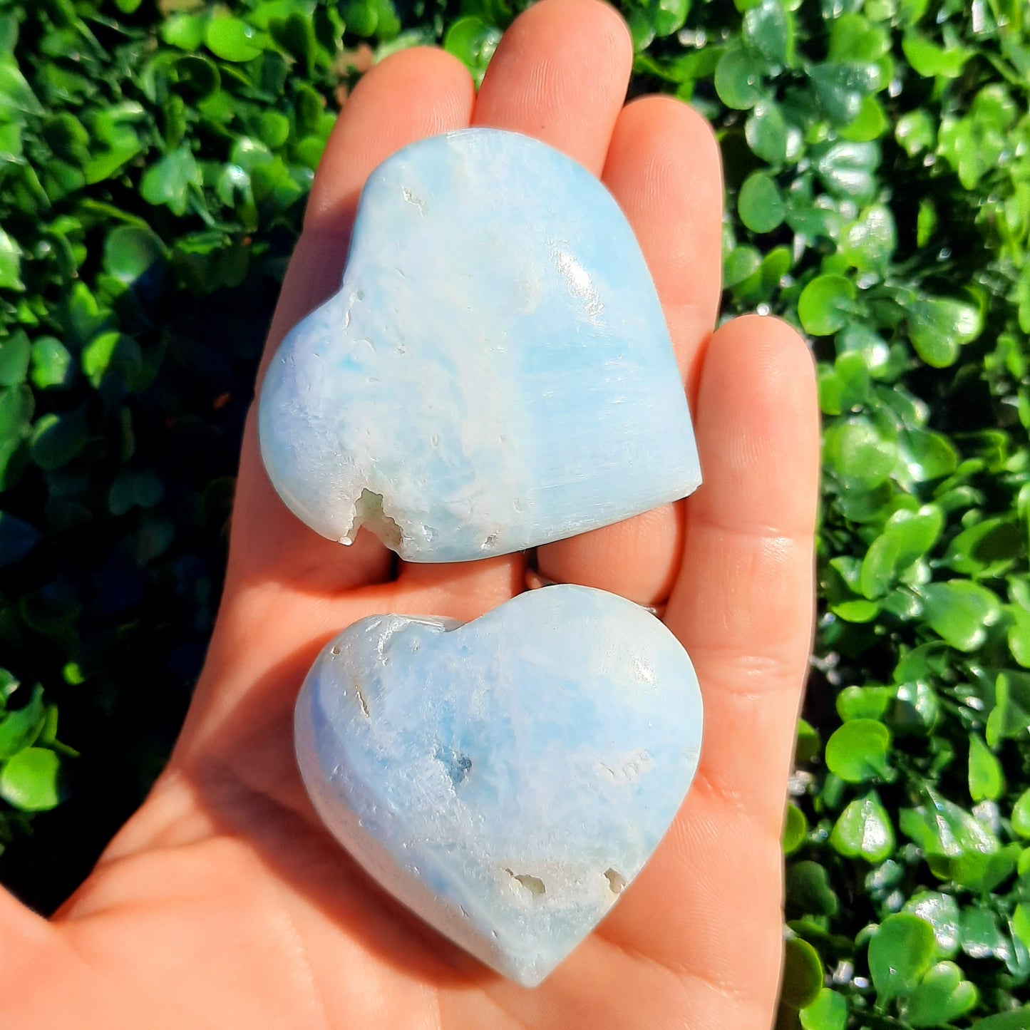 Caribbean Blue Heart’s