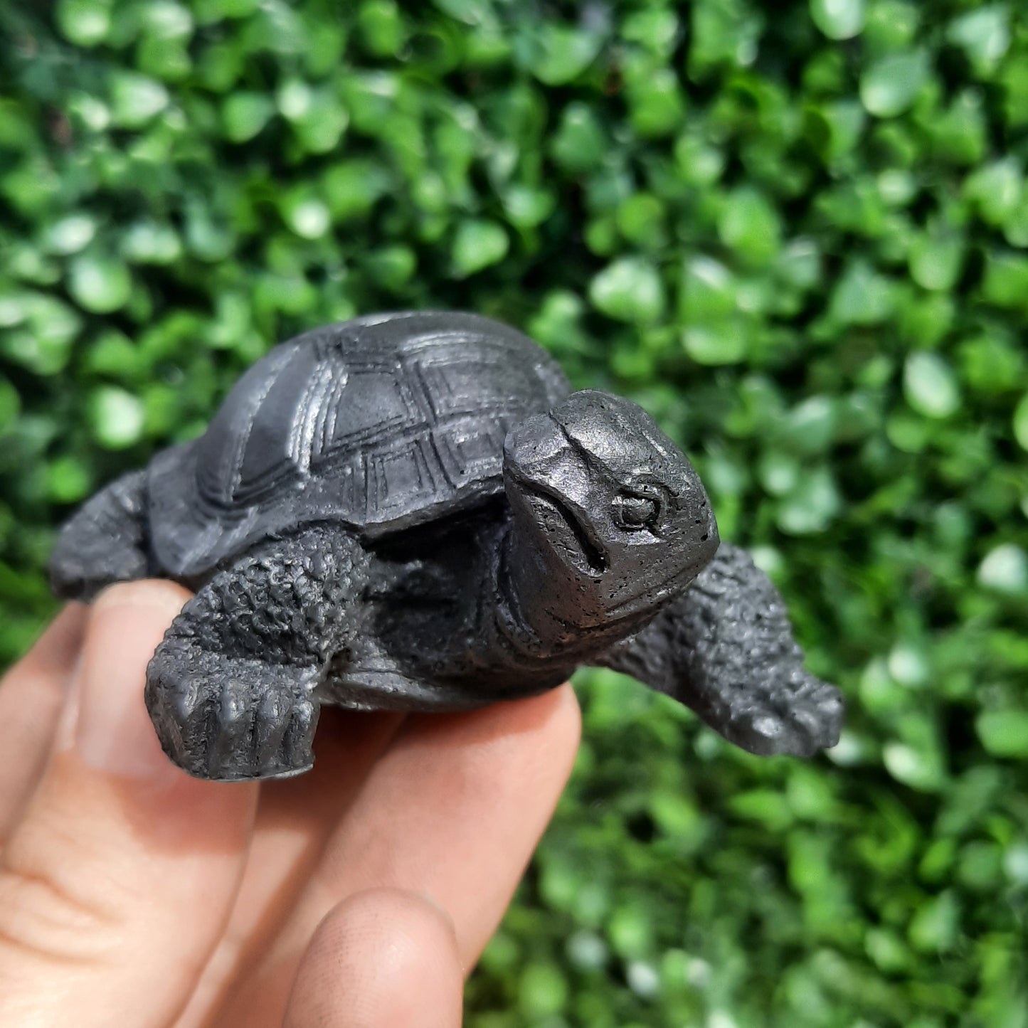 Shungite Turtle