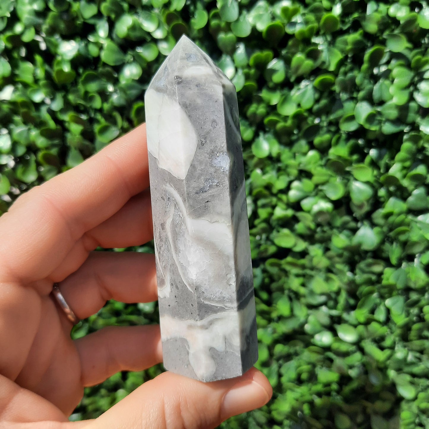 Shell Fossil Jasper Point