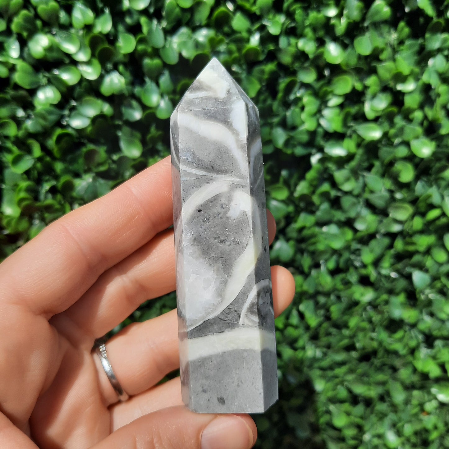 Shell Fossil Jasper Point