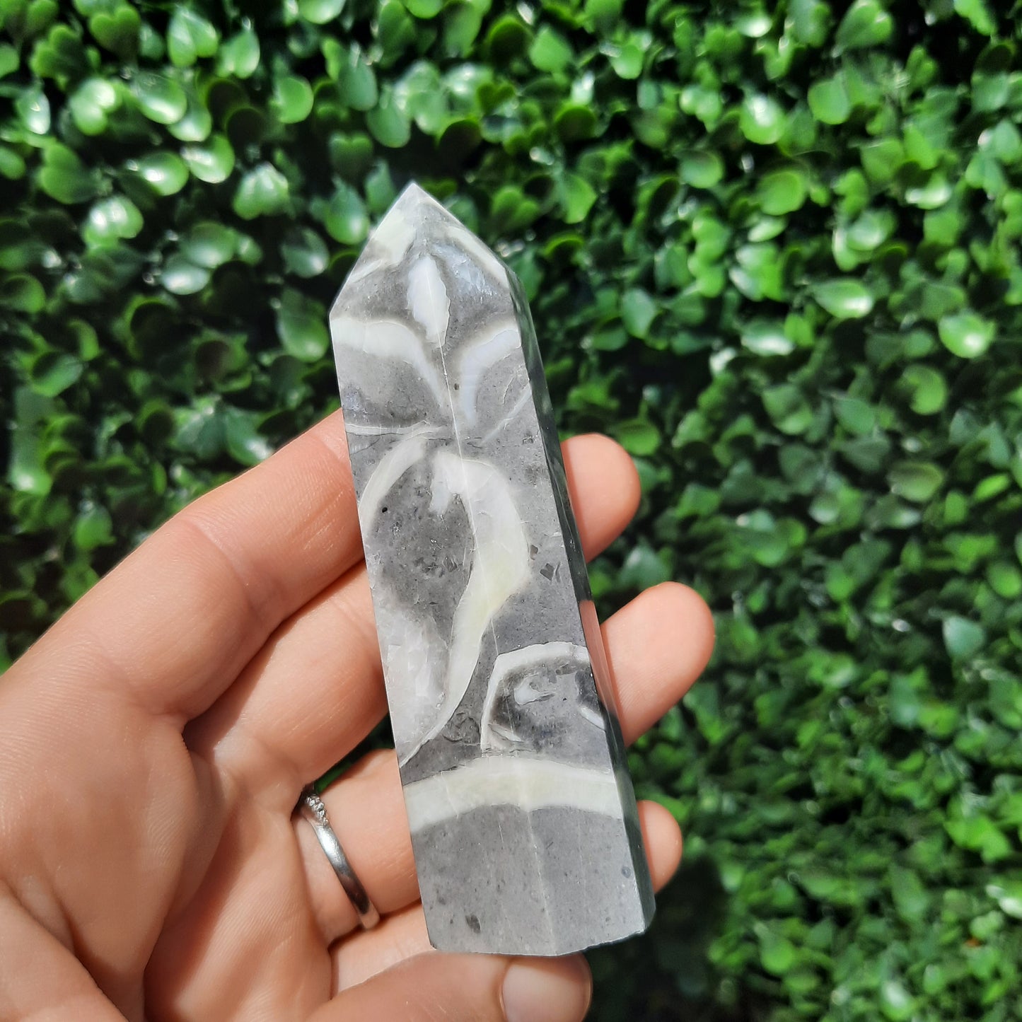 Shell Fossil Jasper Point