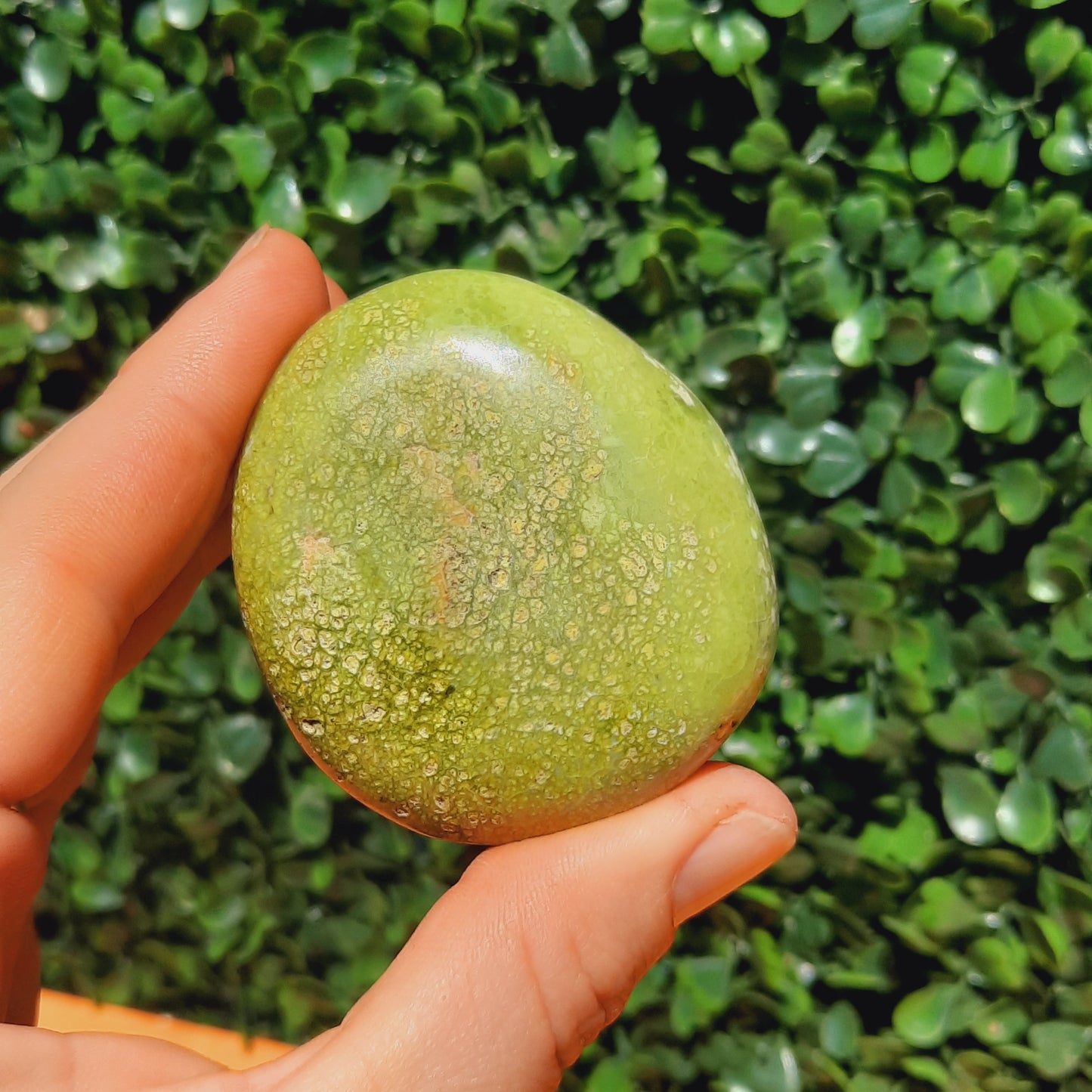 Kiwi Opal Palm Stone's