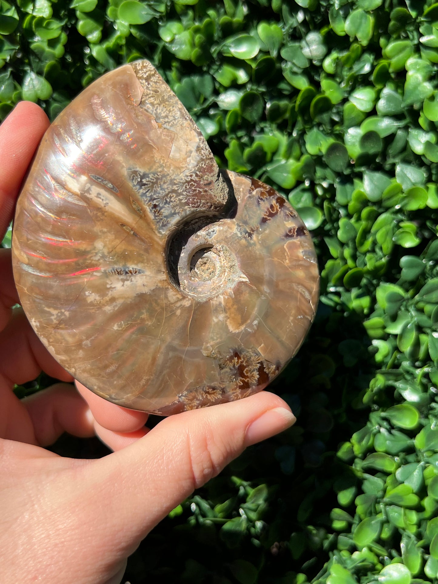 Ammonite Shell