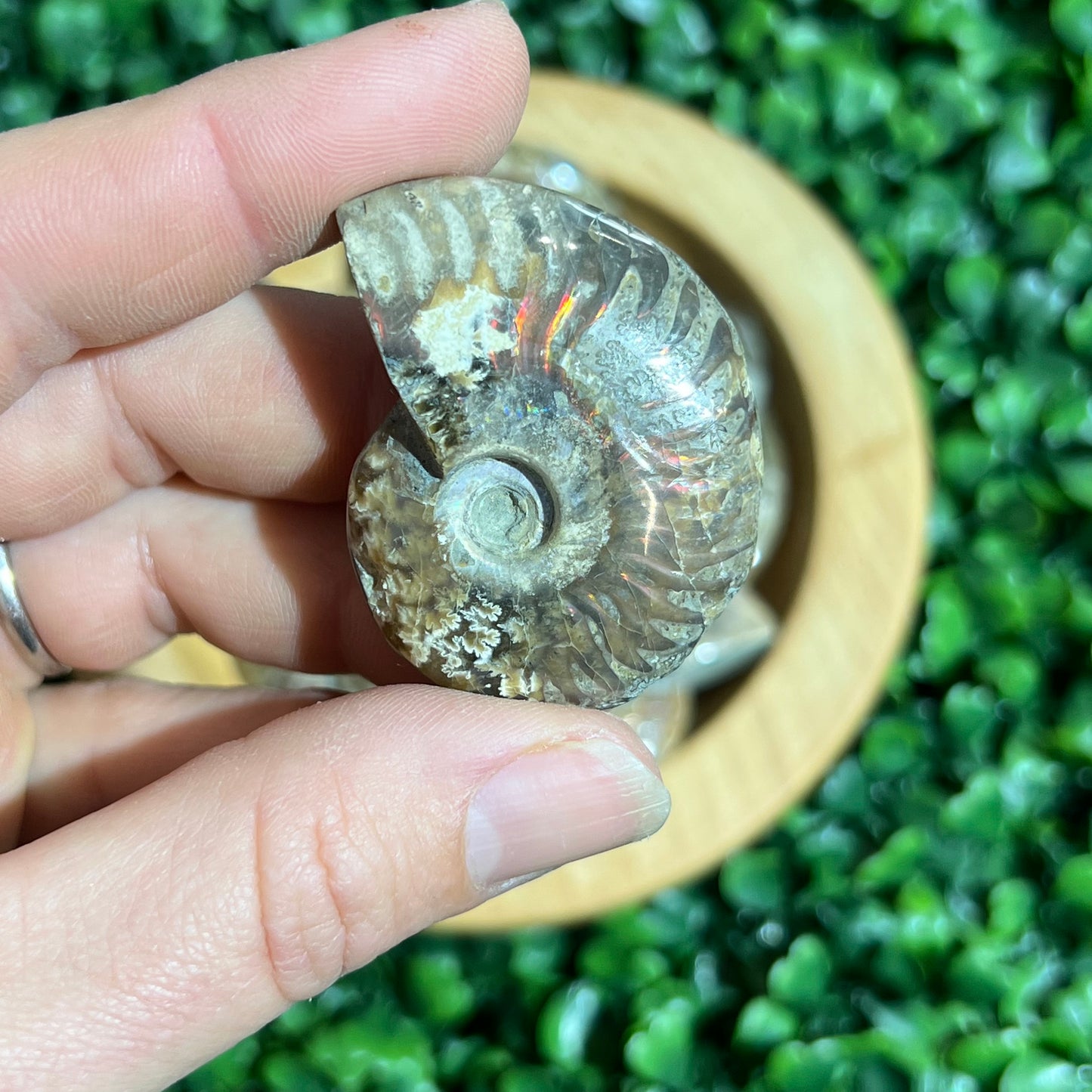 Small Ammonite’s