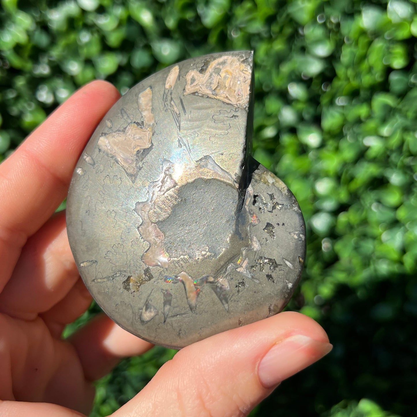 Pyrite Ammonite Shell