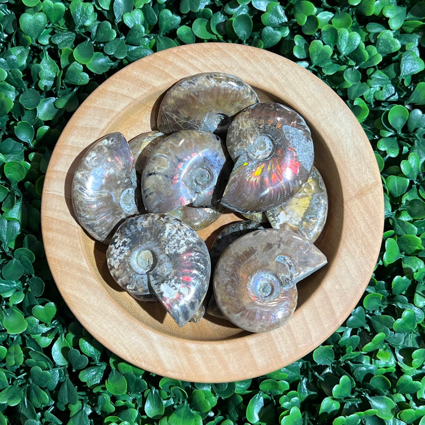 Small Ammonite’s