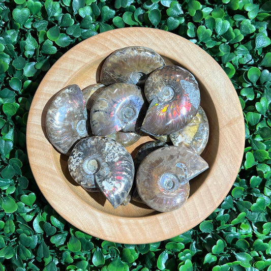 Small Ammonite’s