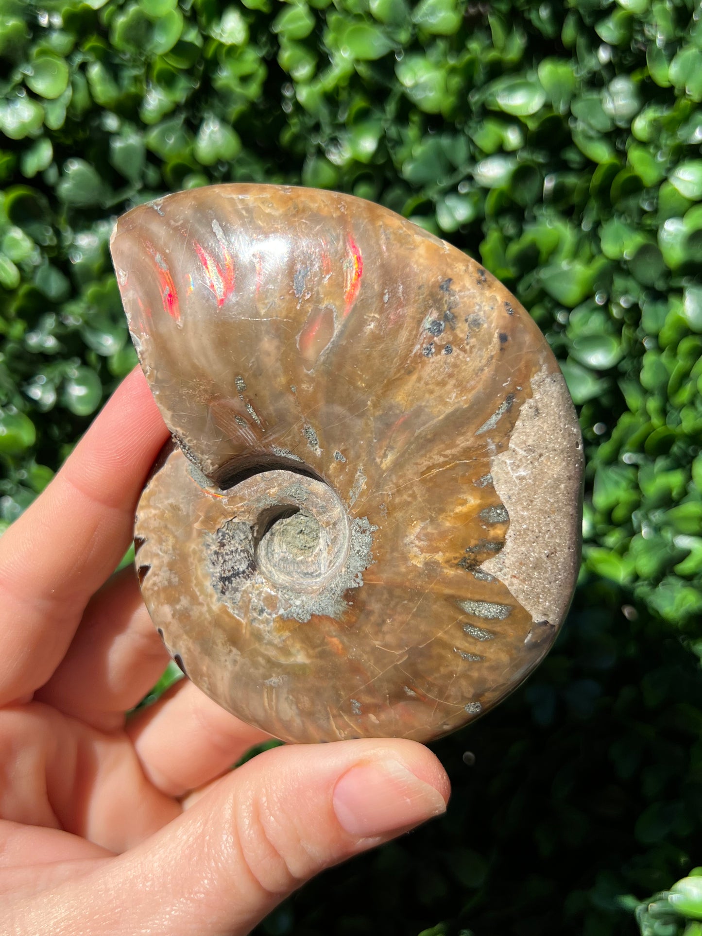 Ammonite Shell