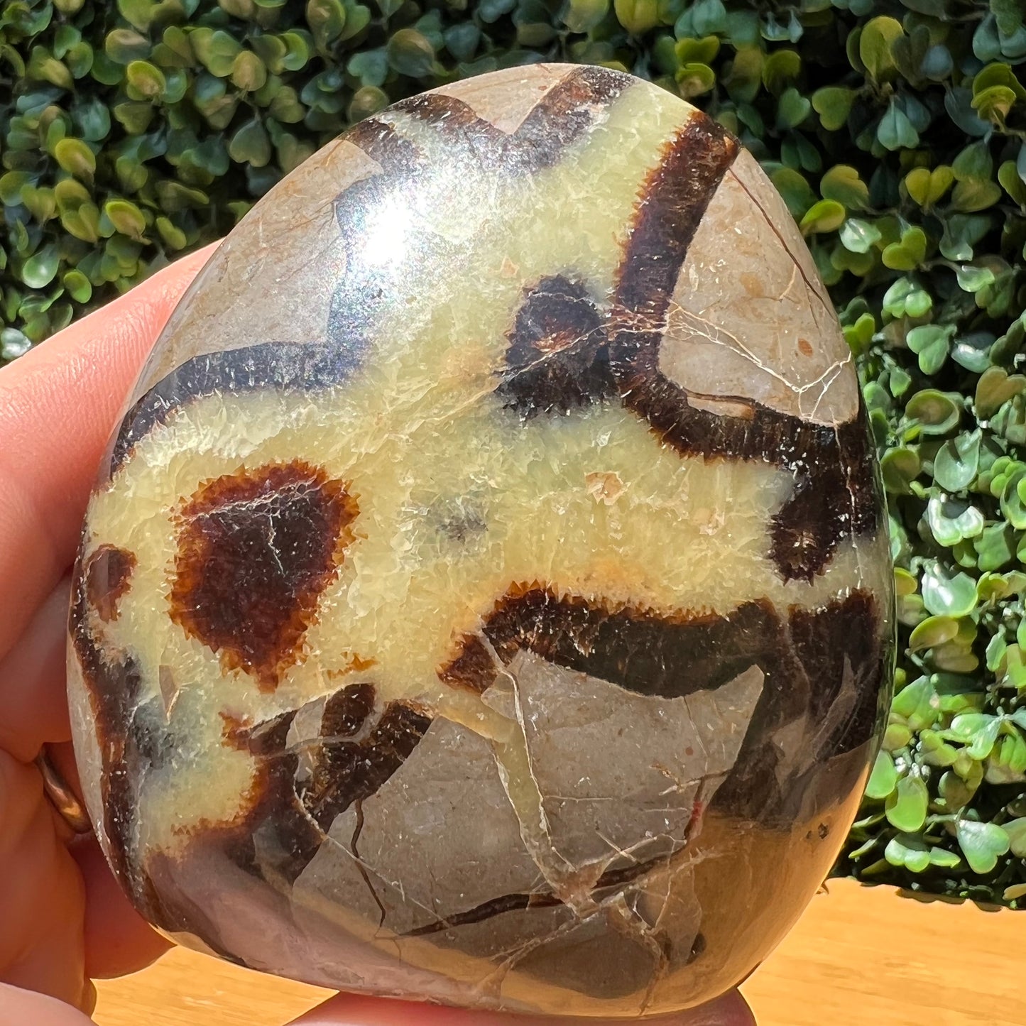 Septarian Yellow Calcite Free Form
