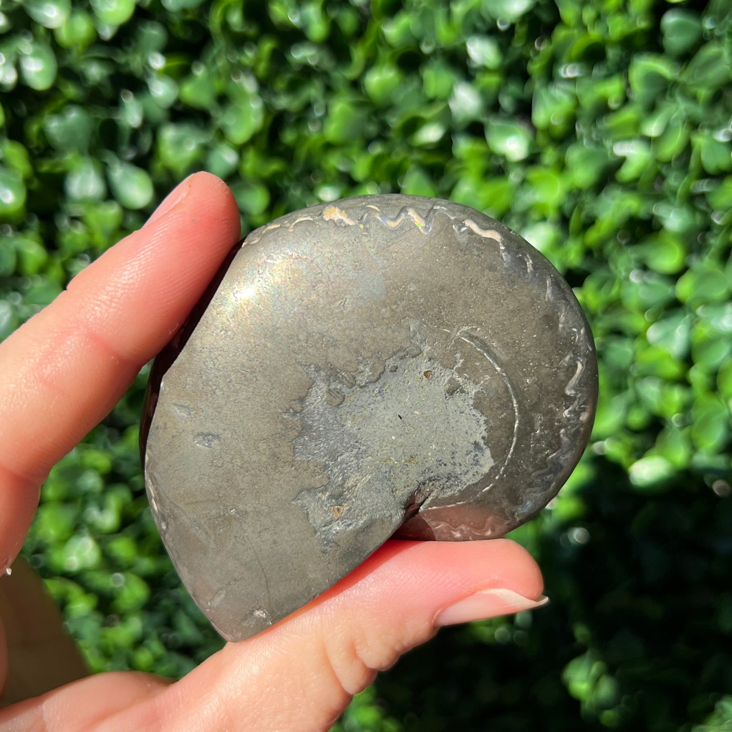 Pyrite Ammonite Shell