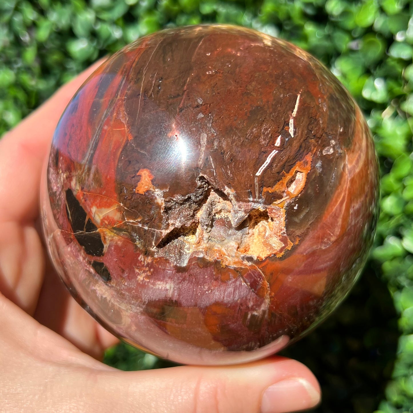 Petrified Wood Sphere
