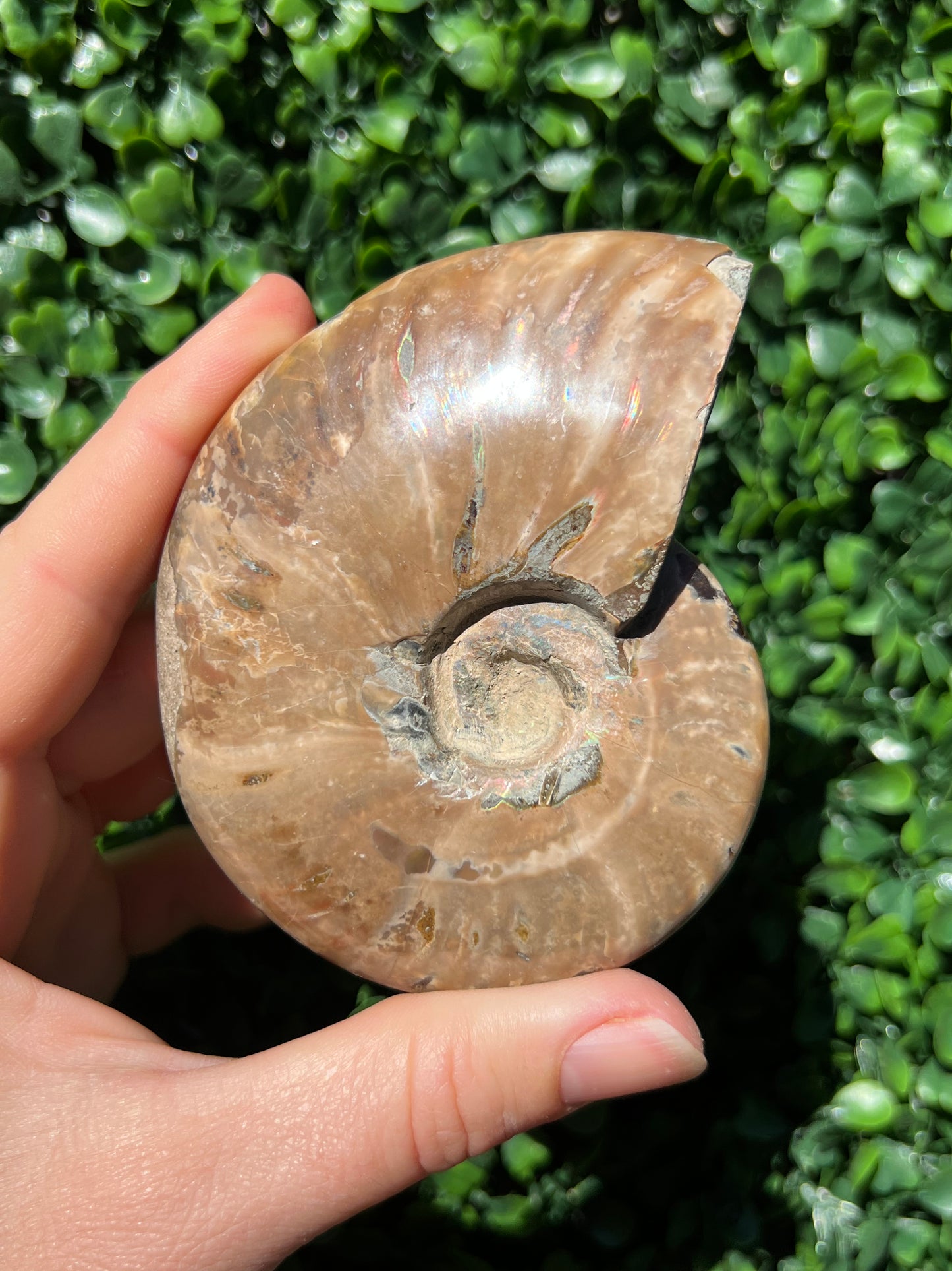 Ammonite Shell