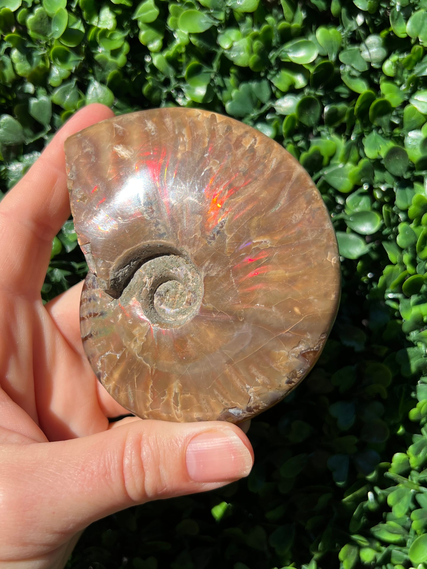 Ammonite Shell