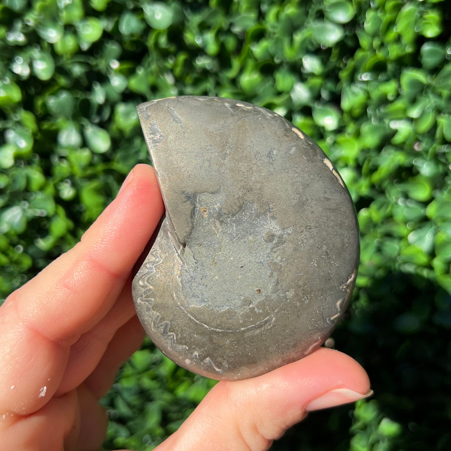 Pyrite Ammonite Shell