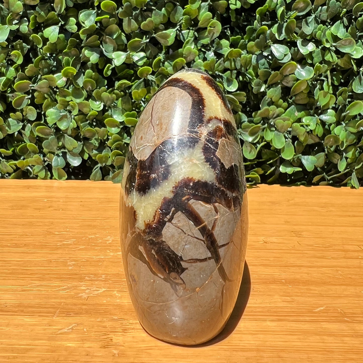 Septarian Yellow Calcite Free Form