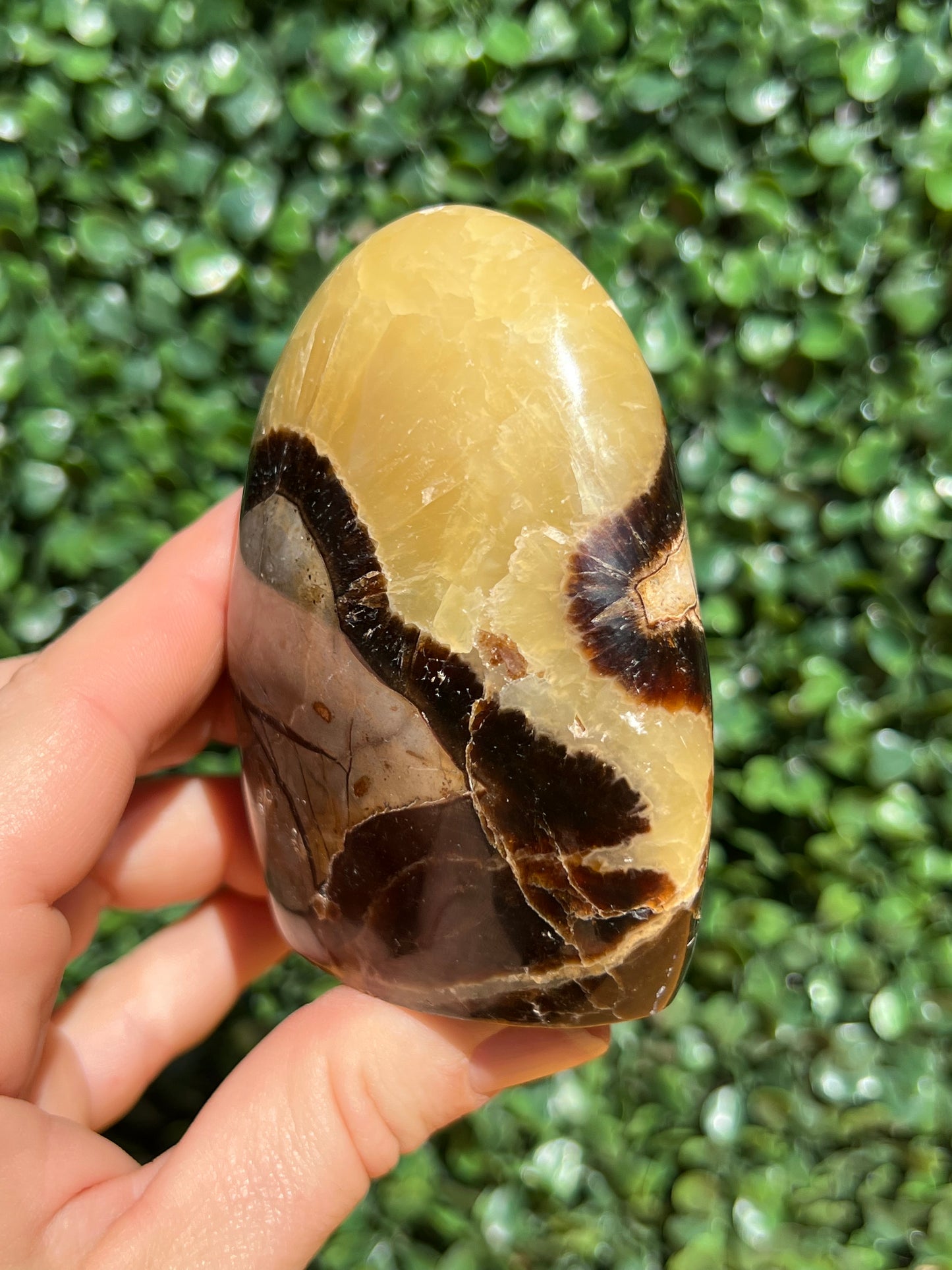 Septarian Yellow Calcite Free Form