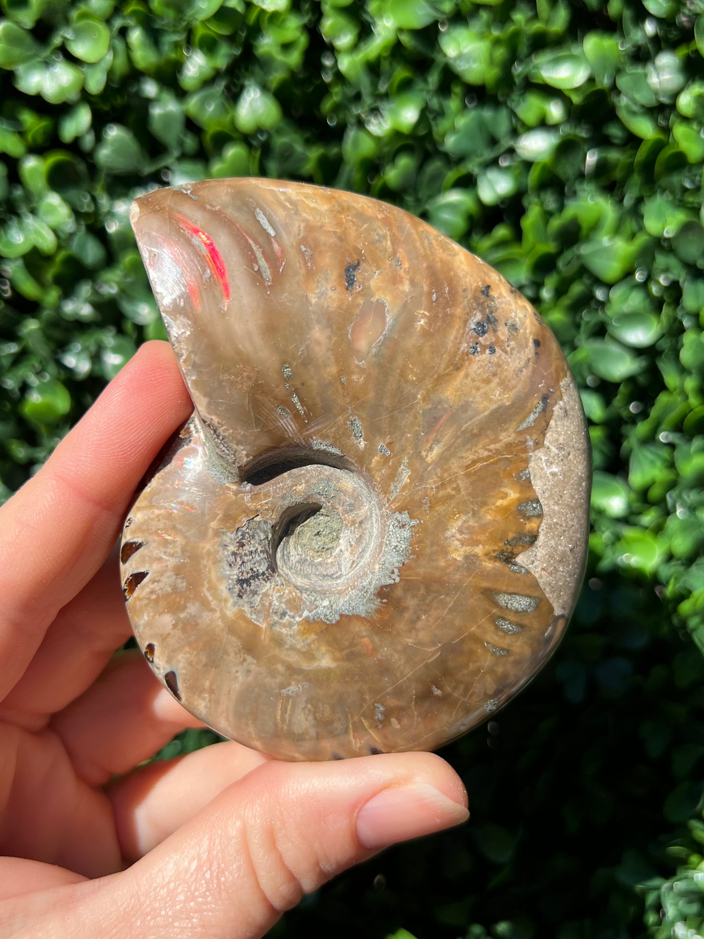 Ammonite Shell
