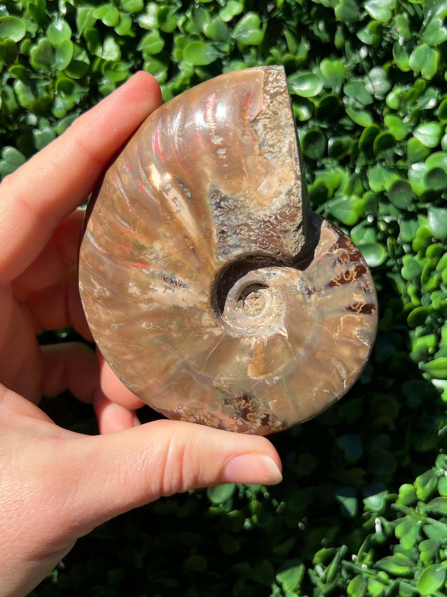 Ammonite Shell