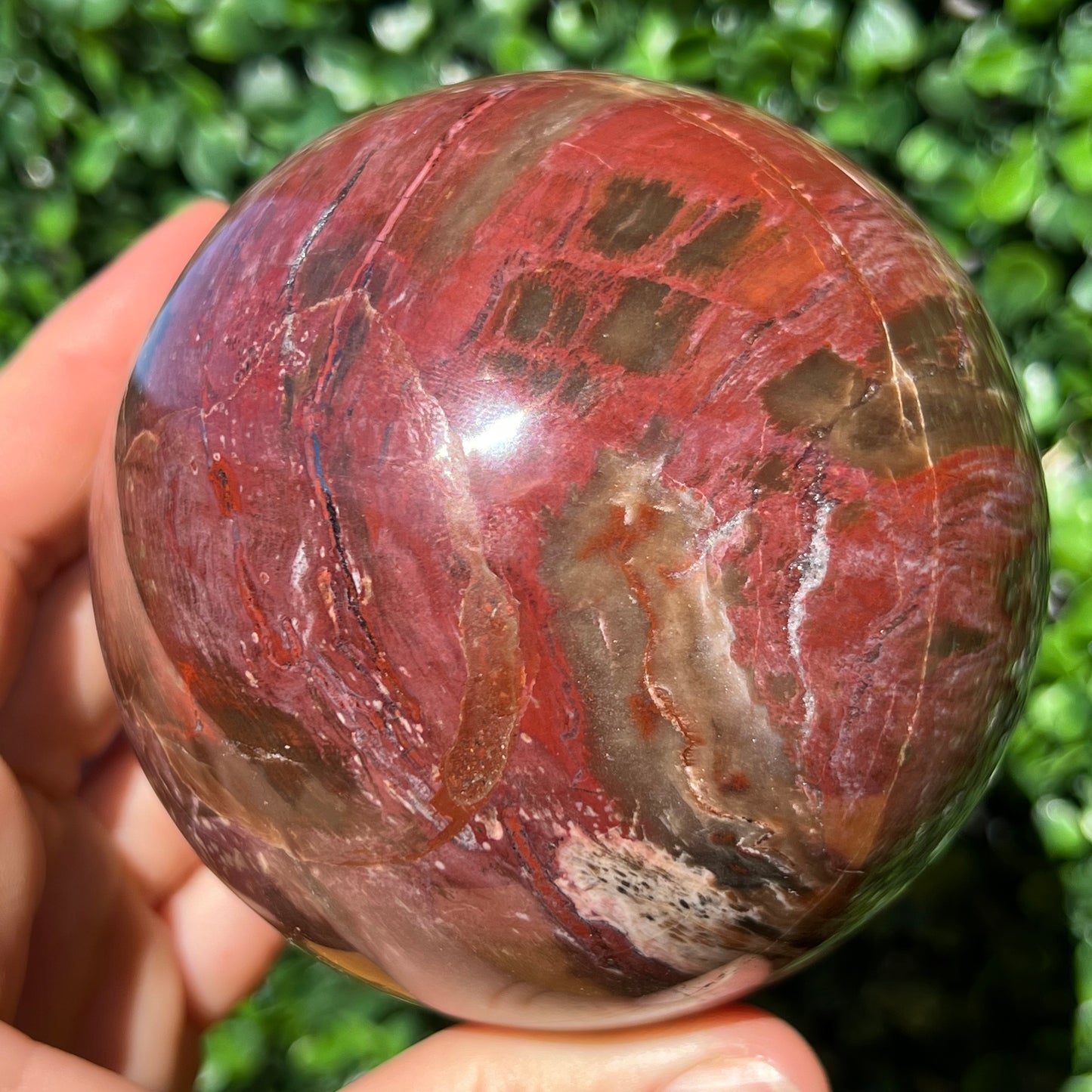 Petrified Wood Sphere