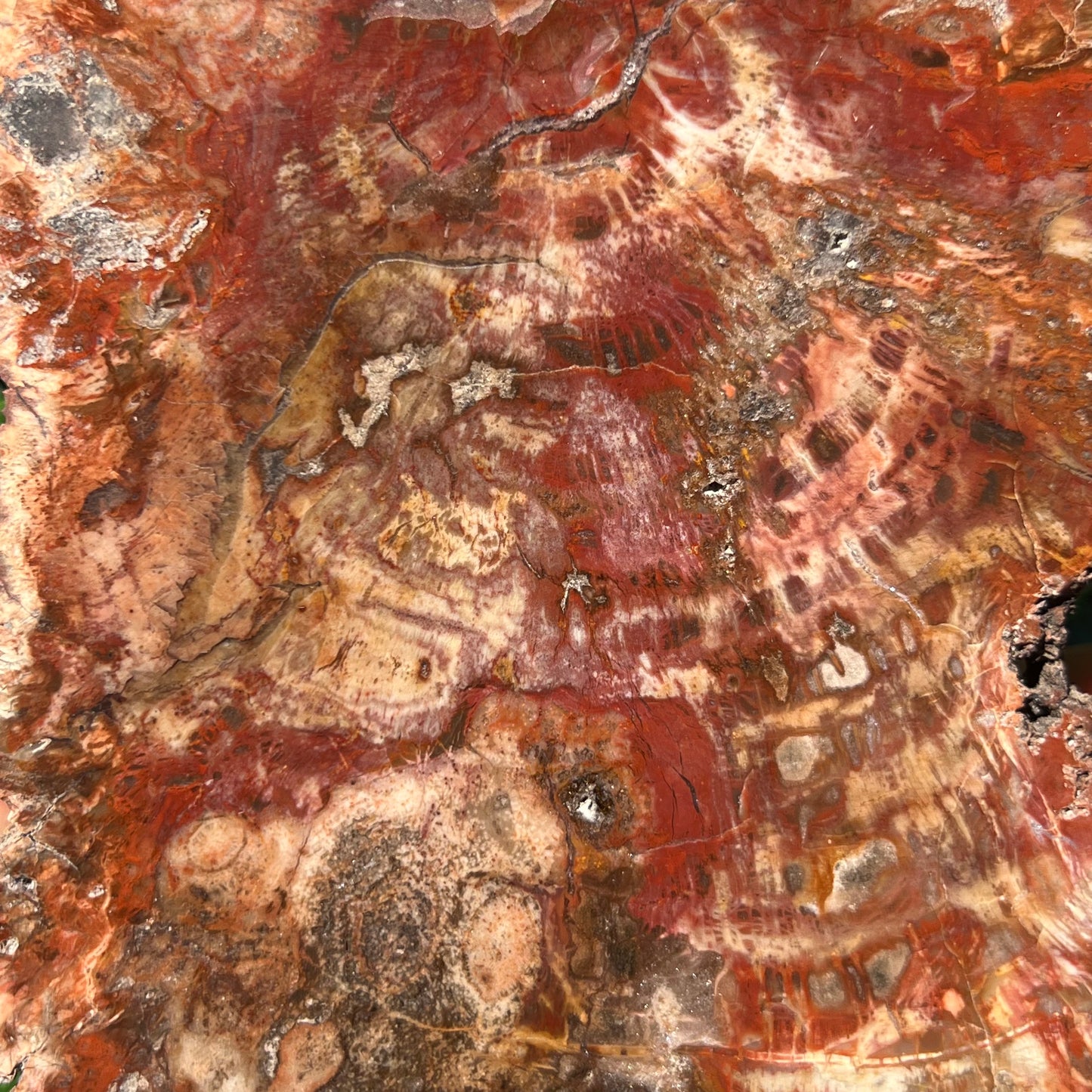Petrified Wood Slice