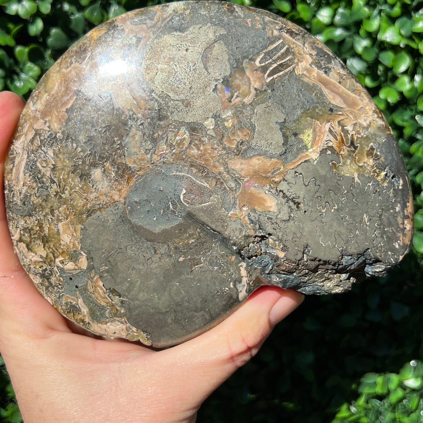 Pyrite Ammonite Shell