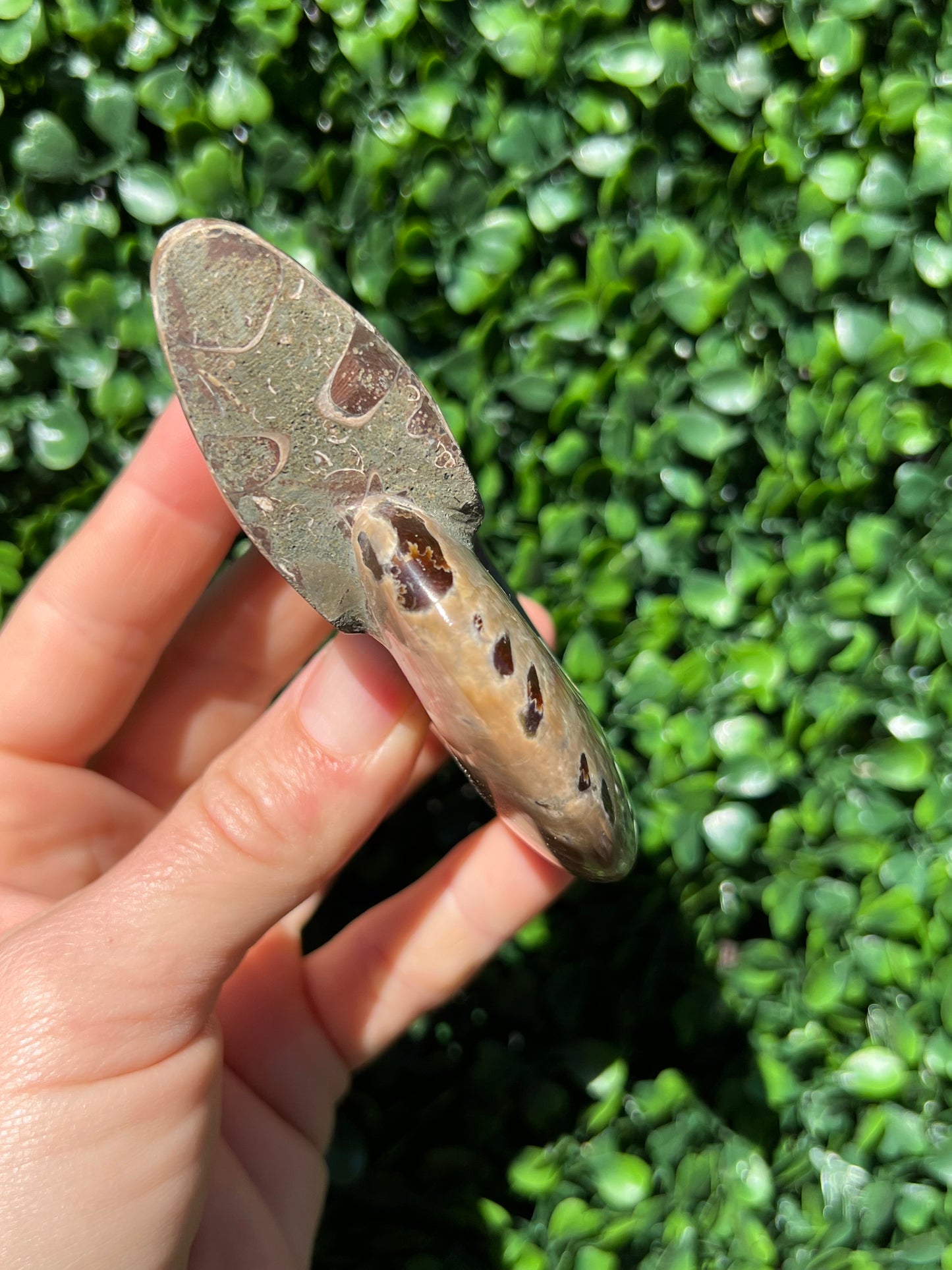 Ammonite Shell