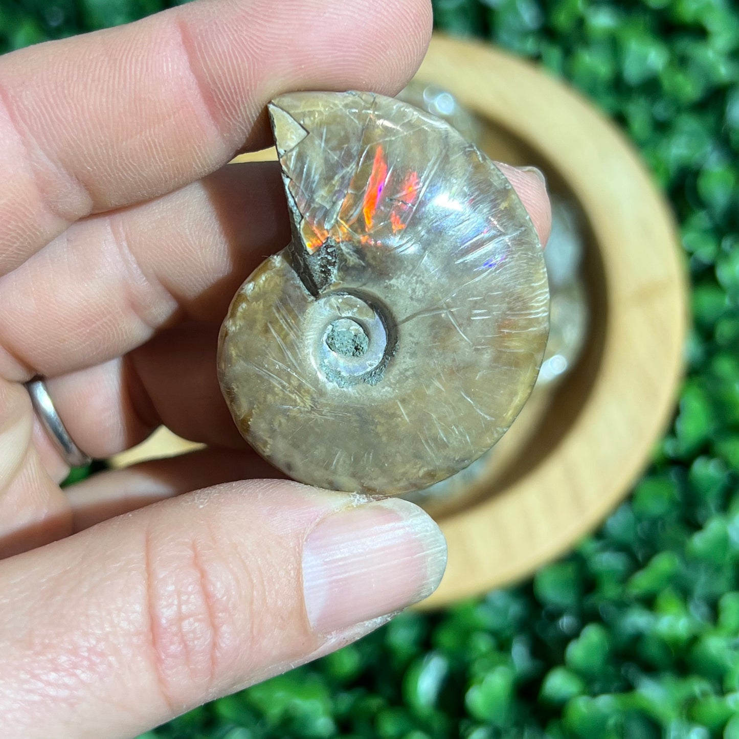 Small Ammonite’s