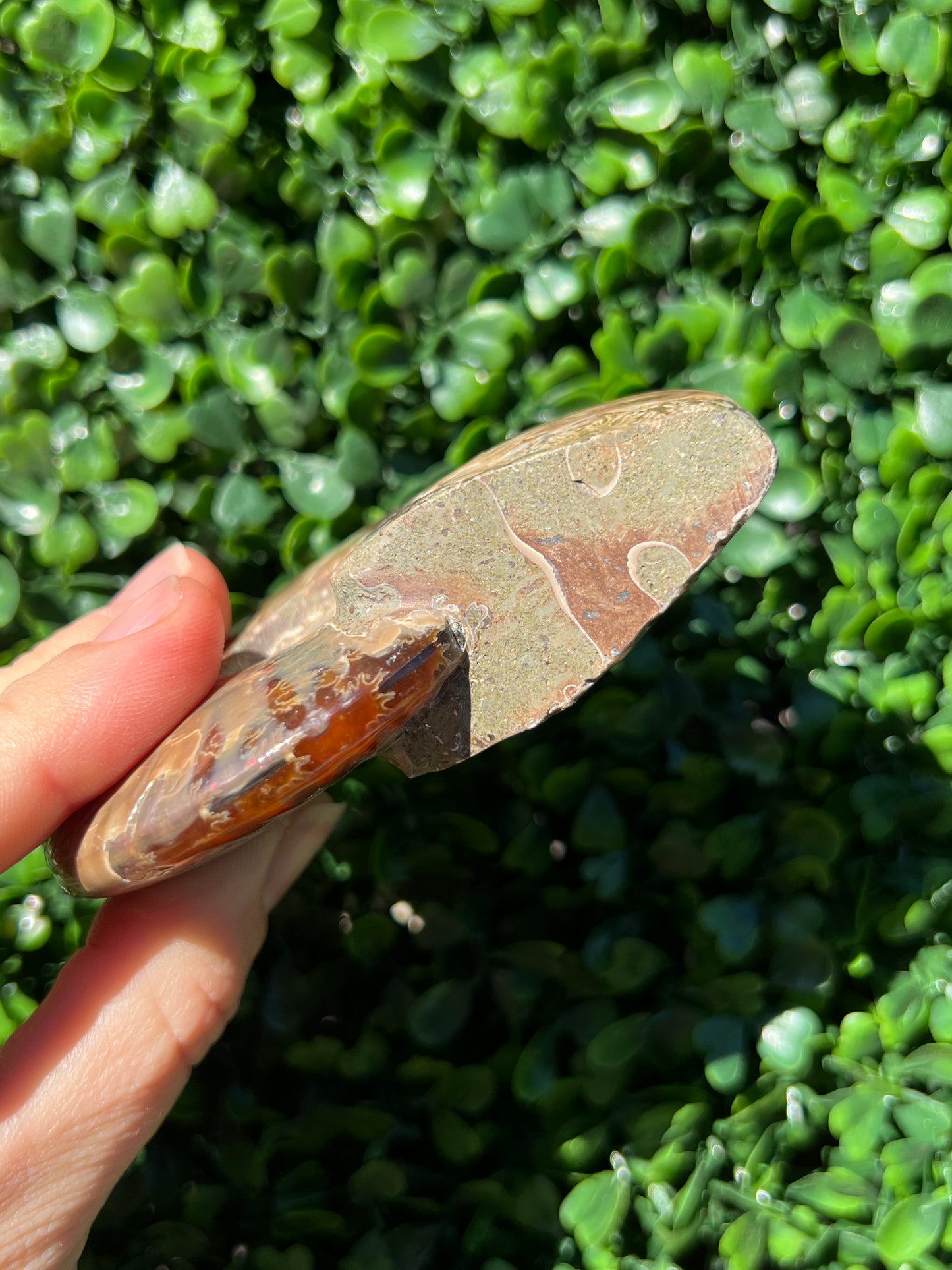 Ammonite Shell