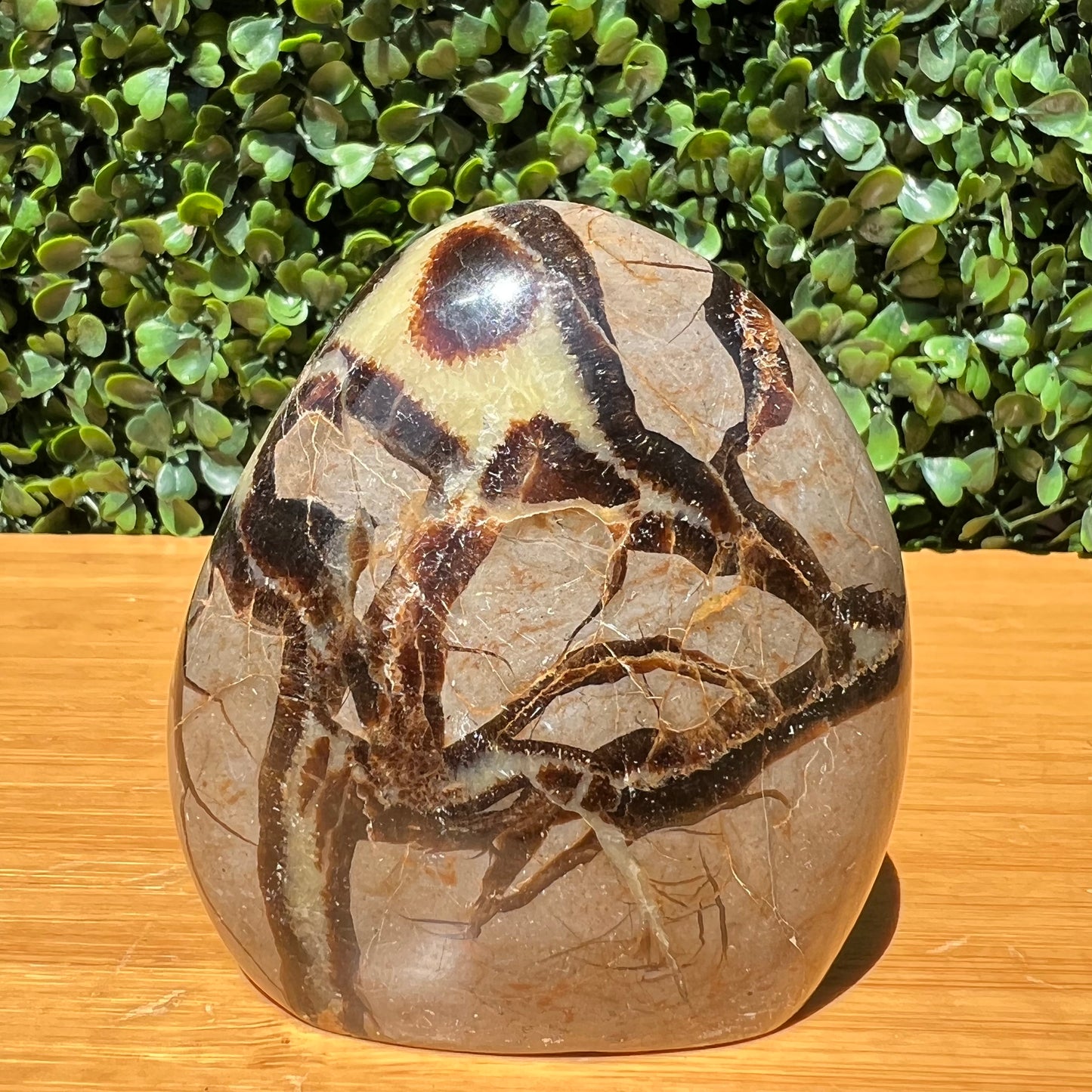 Septarian Yellow Calcite Free Form